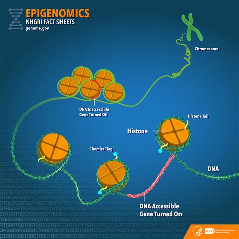 Sex, Drugs, and Epigenome .